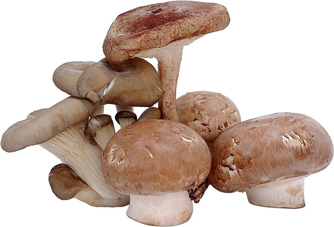 What Are the Benefits of Ganoderma Extract?